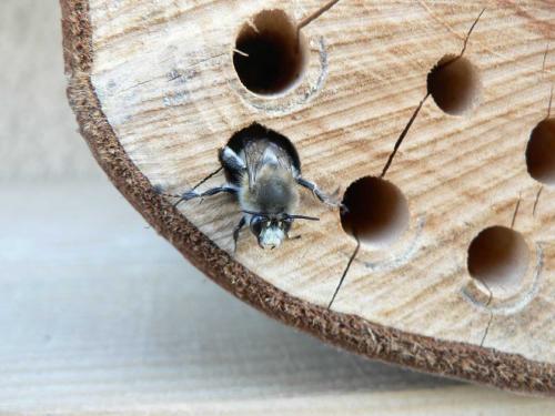 Anthophora plumipes