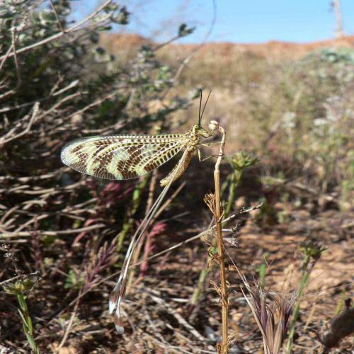Nemoptera bipennis