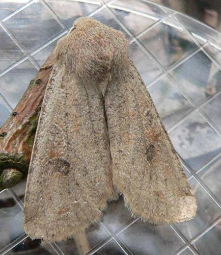 Réf. 8 126 : Orthosia cruda