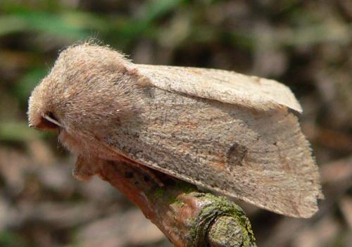 Réf. 8 127 : Orthosia cruda
