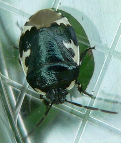 Tritomegas bicolor