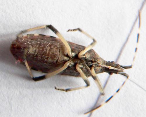 Dicranocephalus agilis