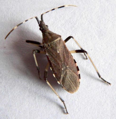 Dicranocephalus agilis