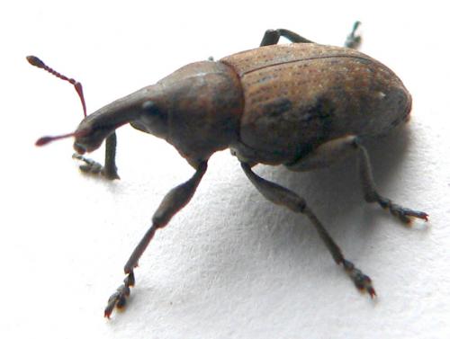 Réf. 8 109 : Lepyrus capucinus