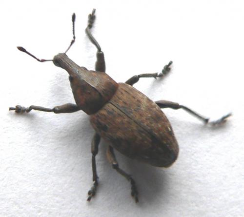 Réf. 8 110 : Lepyrus capucinus