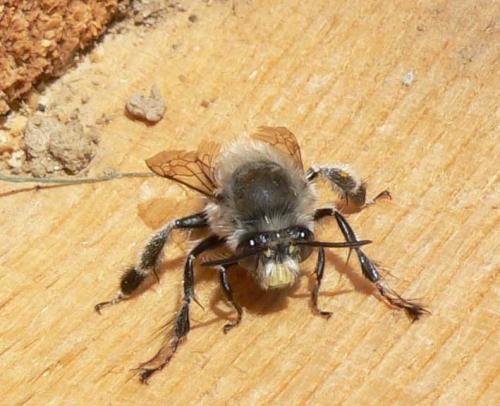 Anthophora plumipes