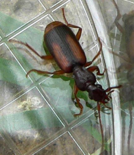 Polistichus connexus