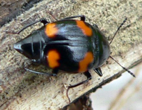Réf. 8 355 : Scaphidium quadrimaculatum