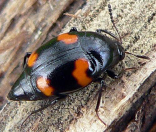 Réf. 8 356 : Scaphidium quadrimaculatum