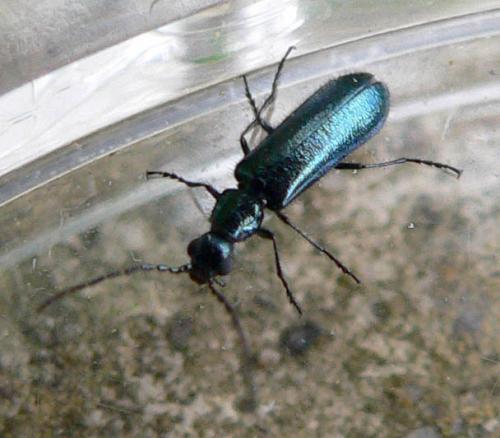 Réf. 8 363 : Dasytes caeruleus