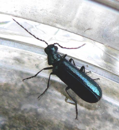 Réf. 8 364 : Dasytes caeruleus