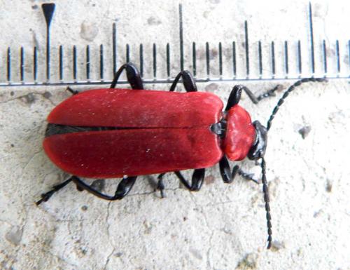 Réf. 8 788 : Pyrochroa coccinea