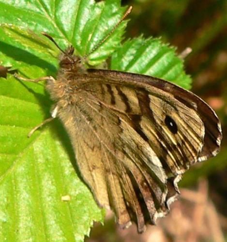 Pararge aegeria