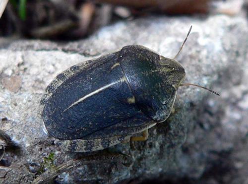 Réf. 8 948 : Eurygaster austriaca