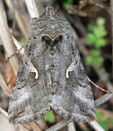 Autographa gamma
