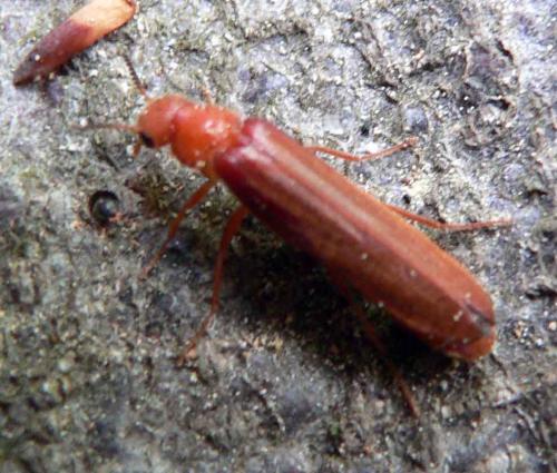 Elateroides dermestoides