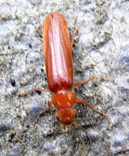 Elateroides dermestoides