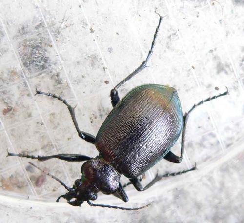 Réf. 8 456 : Calosoma inquisitor