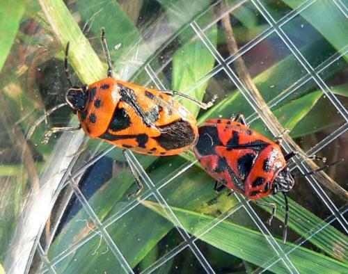Réf. 8 622 : Eurydema ornata