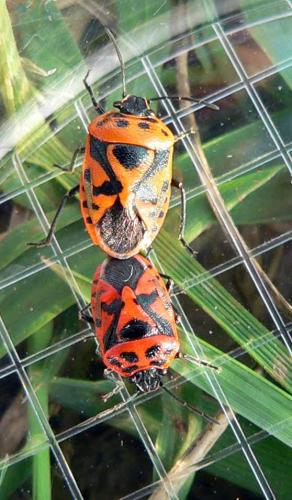 Eurydema ornata