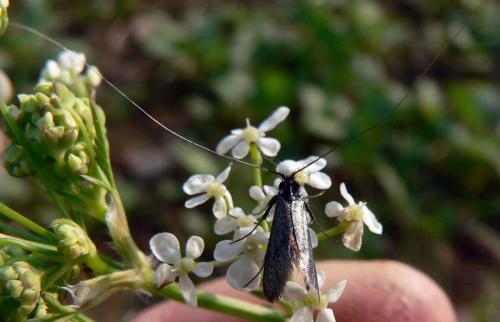 Adela reaumurella