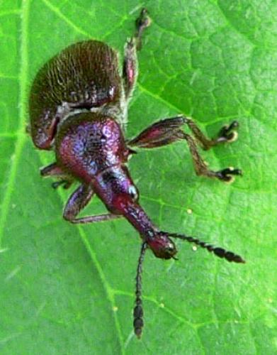 Réf. 8 701 : Rhynchites auratus