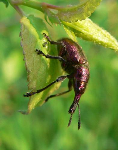 Réf. 8 626 : Rhynchites auratus
