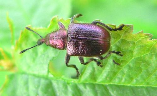 Rhynchites auratus