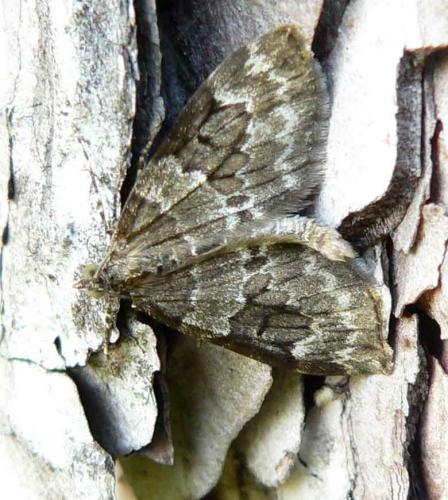 Thera sp.