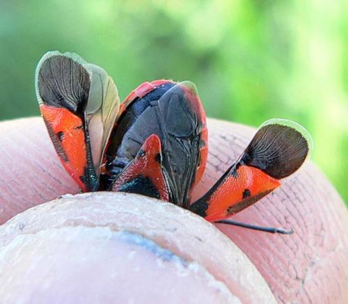Eurydema ornata