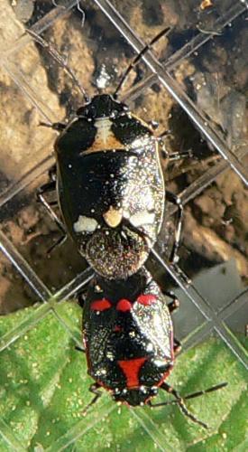 Eurydema oleracea