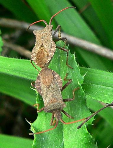 Réf. 8 695 : Coreus marginatus