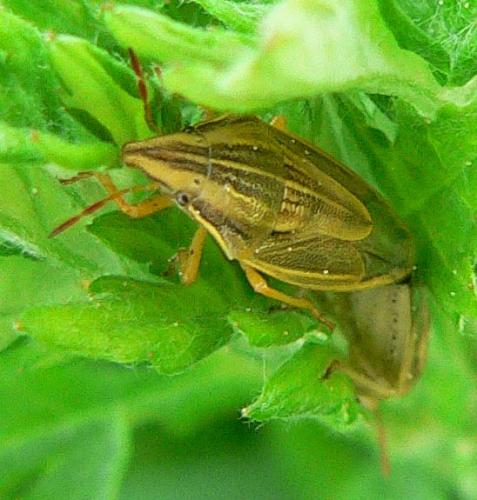 Aelia acuminata