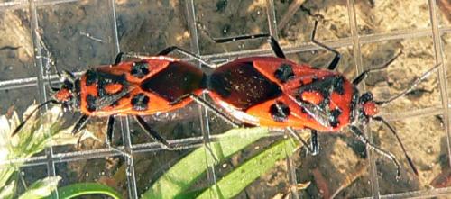 Corizus hyoscyami hyoscyami