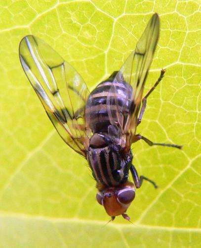 Otites porcus