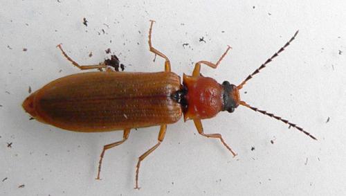 Réf. 8 784 : Denticollis linearis