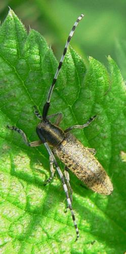 Réf. 8 938 : Agapanthia villosoviridescens