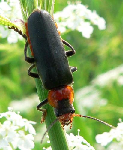 Cantharis fusca