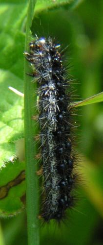 Coscinia striata