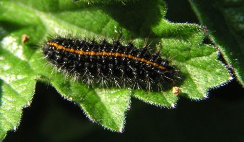 Coscinia striata