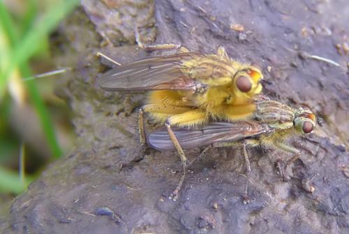 Scathophaga stercoraria