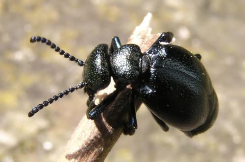 Meloe brevicollis