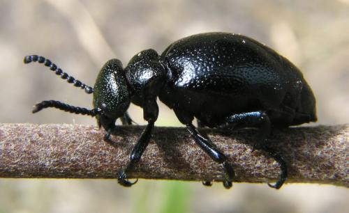 Meloe brevicollis