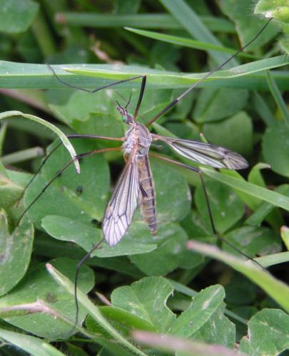 Tipula vernalis