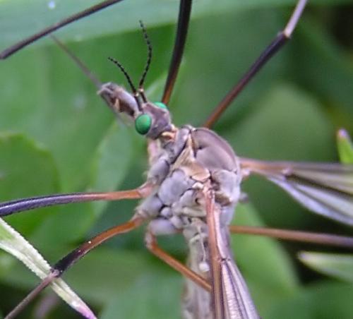 Tipula vernalis