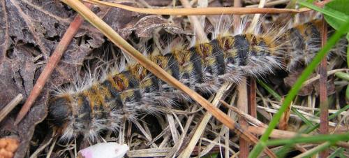 Thaumetopoea pityocampa