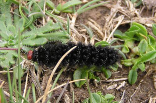 Melitaea cinxia
