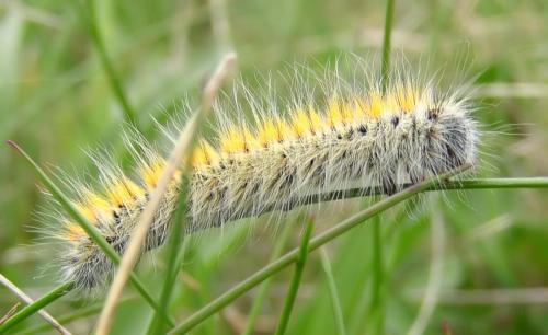 Lasiocampa trifolii