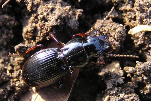 Réf. 8 530 : Molops piceus