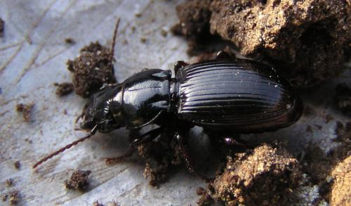Réf. 8 531 : Molops piceus